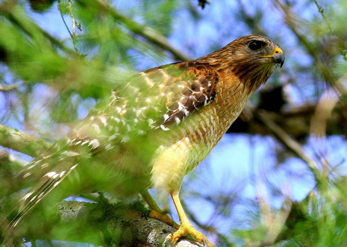 Red Shouldered Hawk at Kanapaha Botanical Gardens Gainesville, Fl