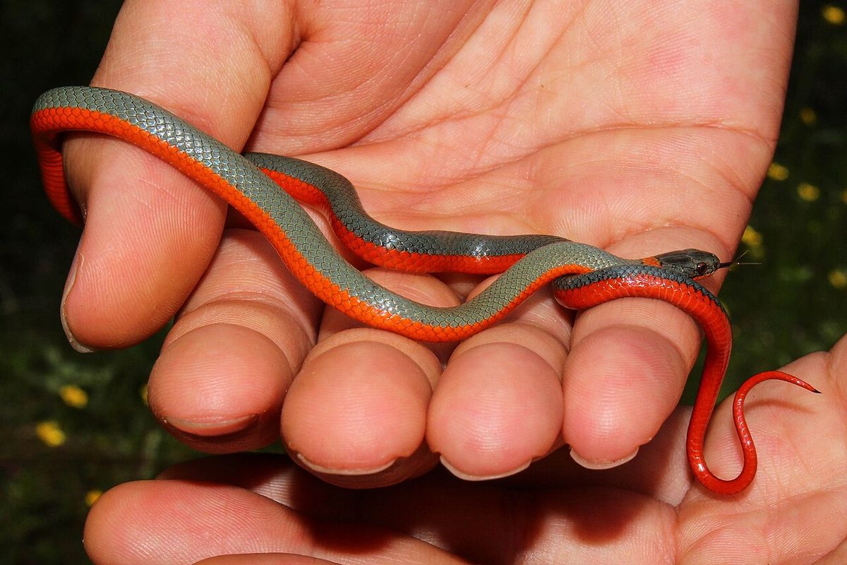 A coral-bellied ring-necked snake (Diadophis punctatus pulchellus), Placer County, California, USA.
