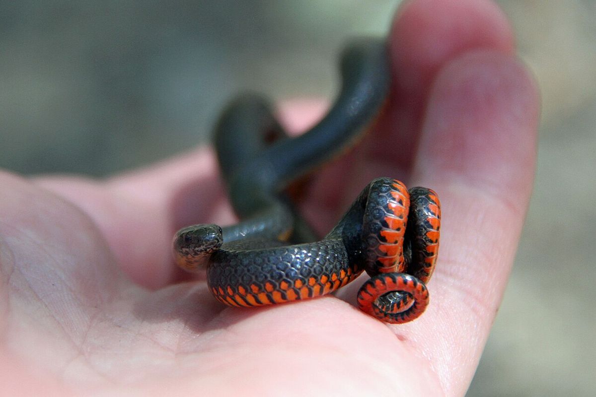 Ring-necked Snake (Diadophis punctatus)