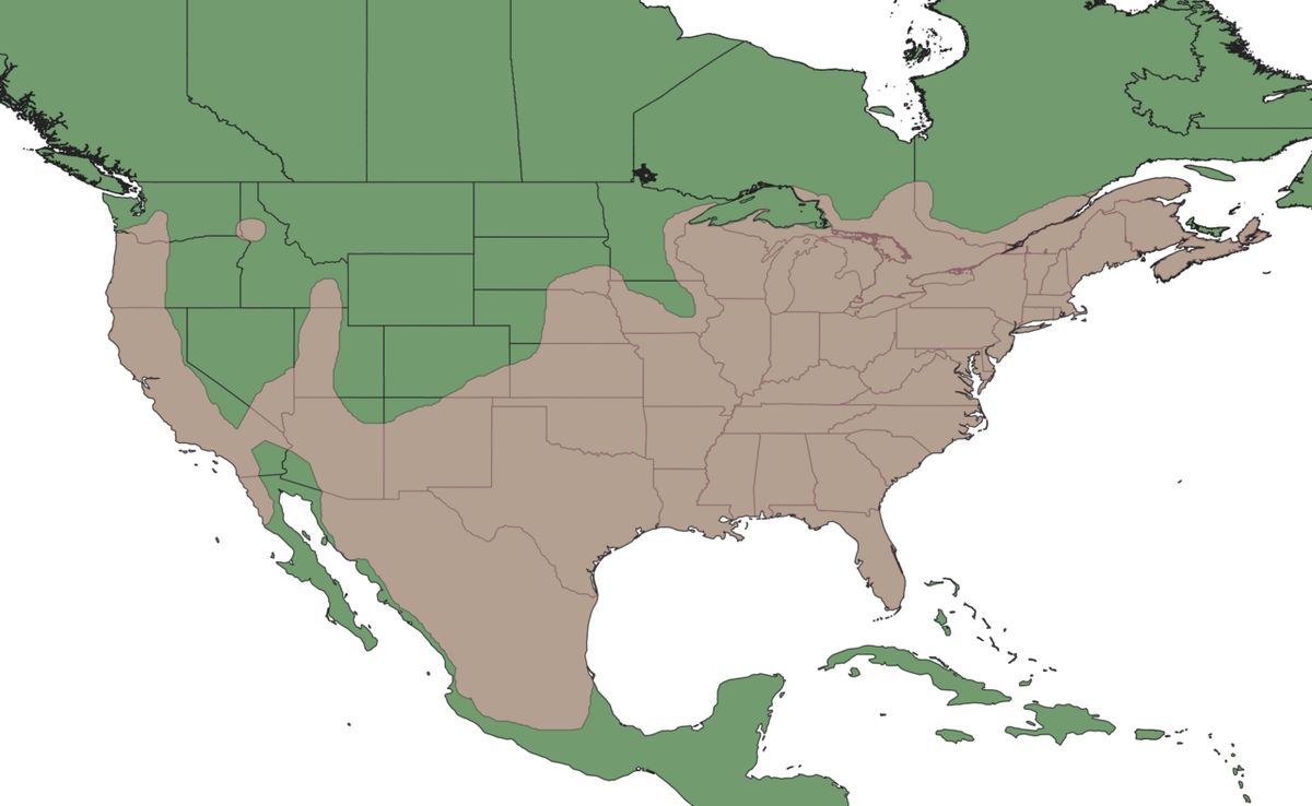 Diadophis punctatus (ringneck snake) approximate distribution