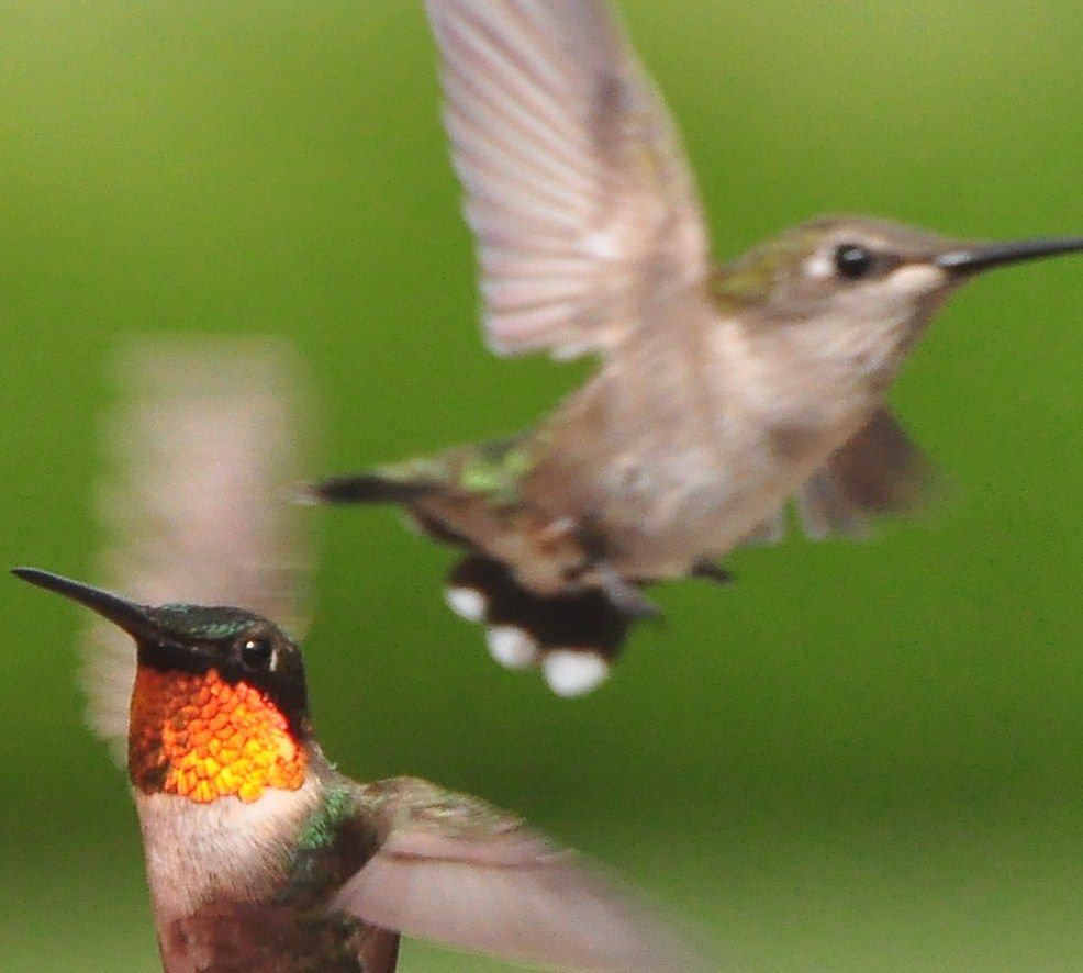 Ruby-throated Hummingbird Archilochus colubris, Illinois
