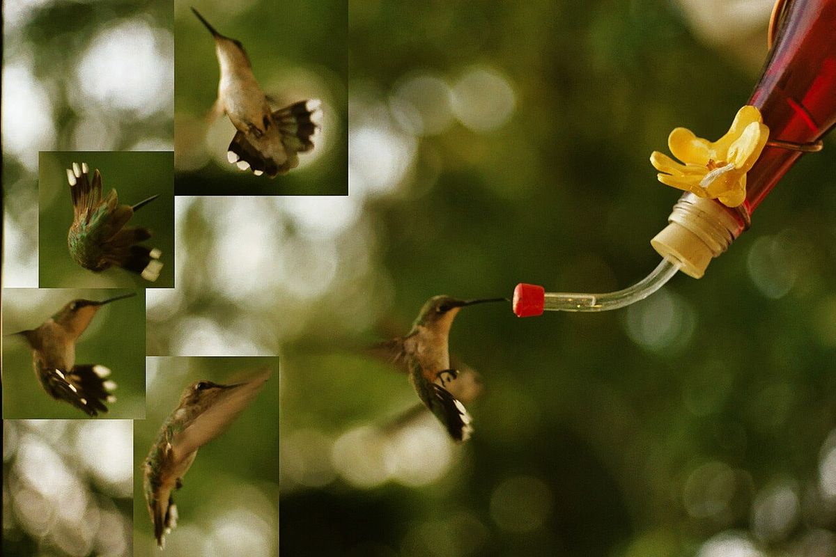 Composite image of various defensive and evasive moves by a female ruby-throated hummingbird (Archilochus colubris) at a man-made feeder nea