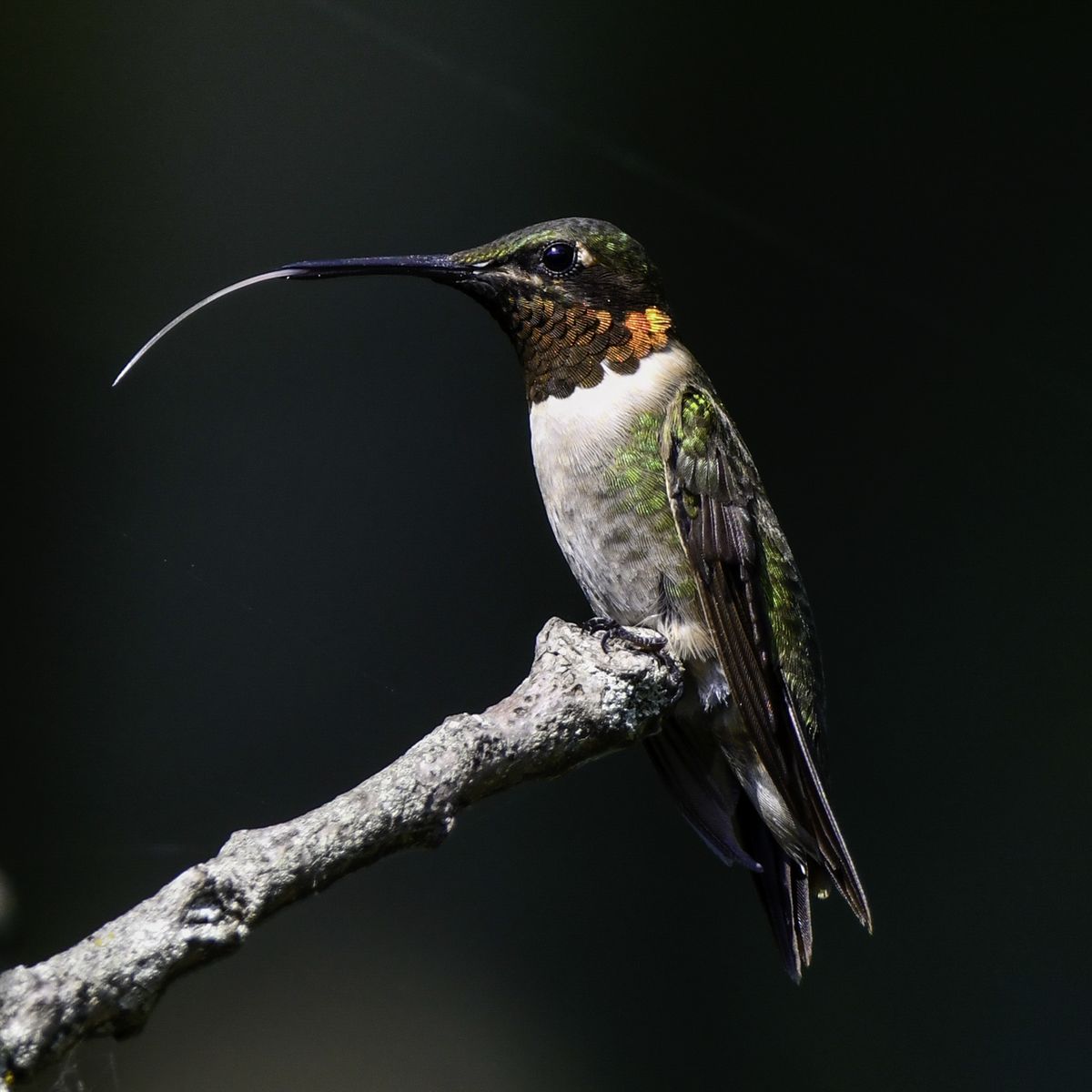Ruby-Throated Hummingbird perched on a branch, captured at Lake Winnsboro in East Texas.