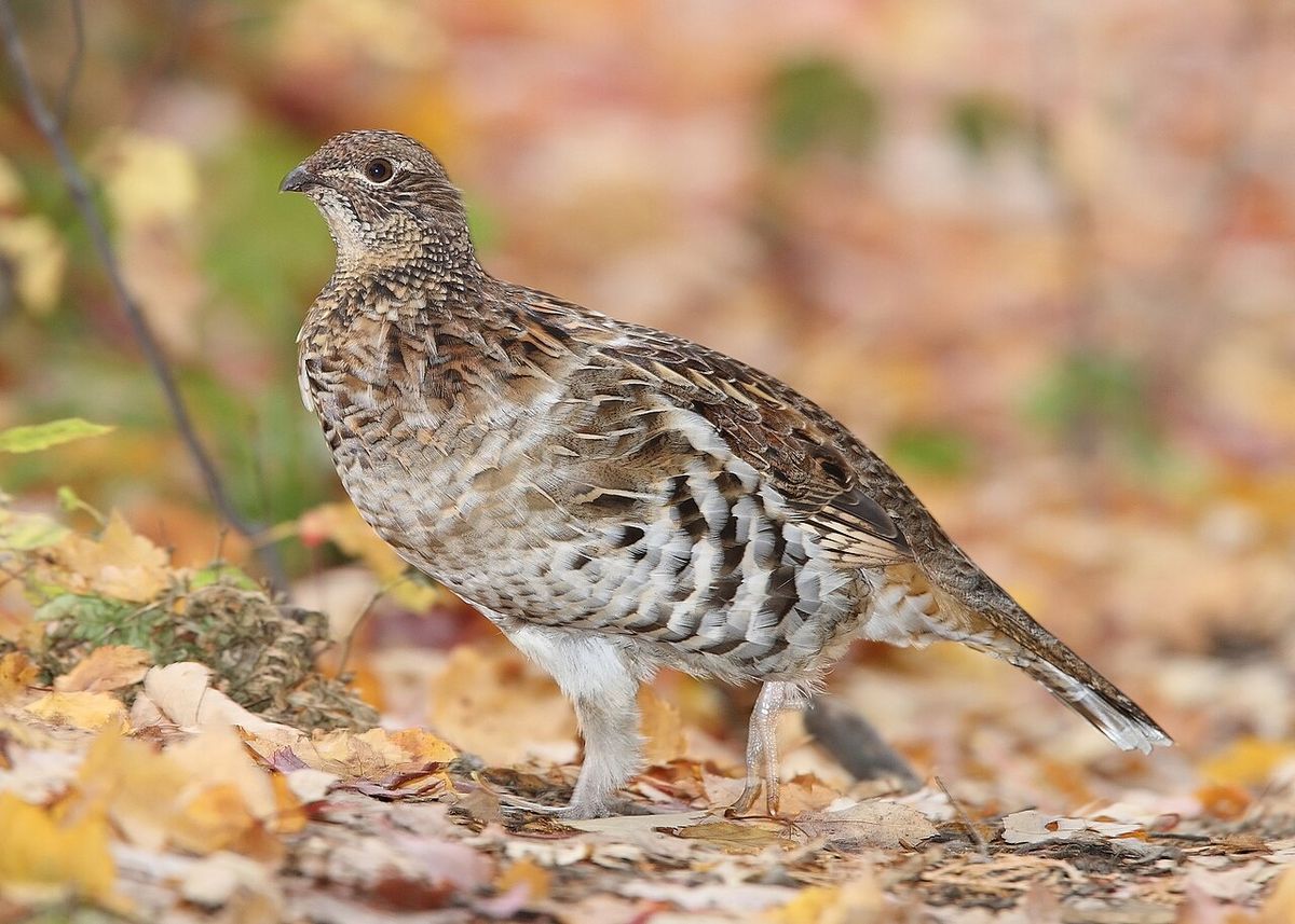 A female Ruffed grouse — Algonquin Provincial Park, Ontario, Canada — 2008 October