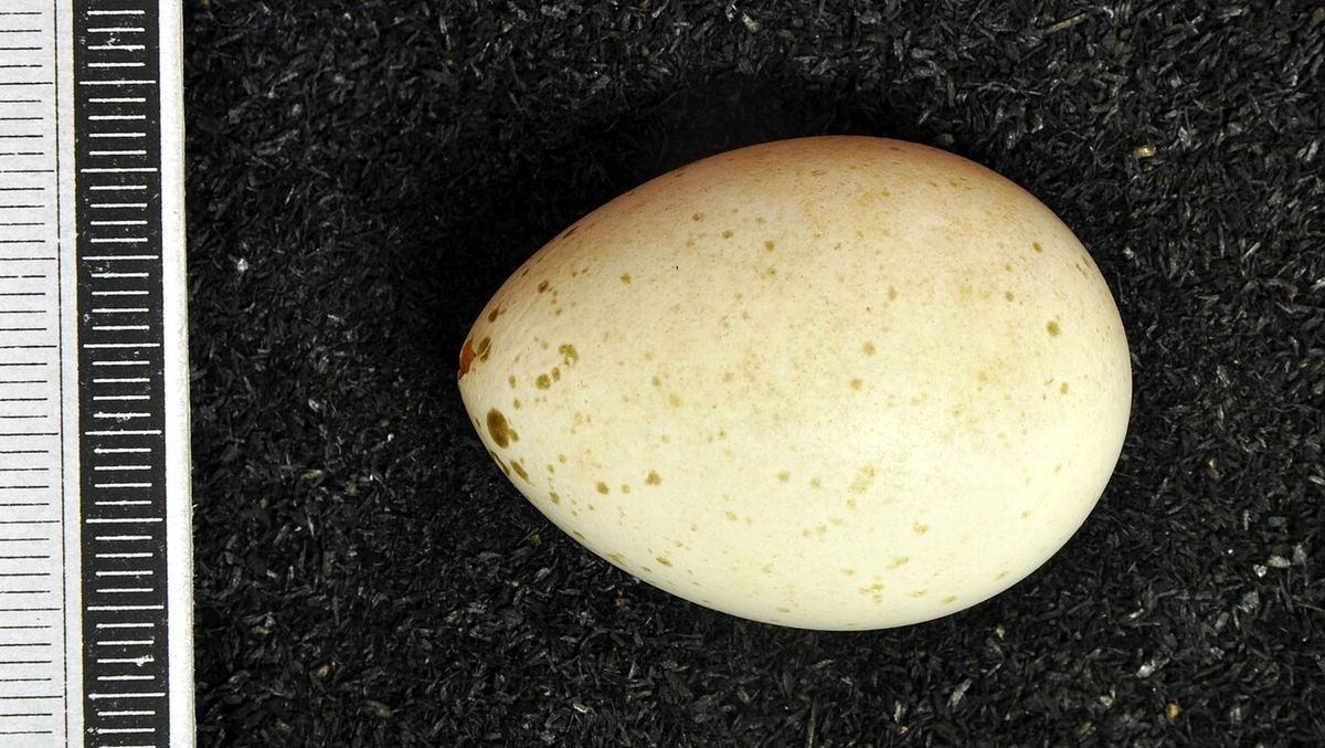 Ruffed grouse Bonasa umbellus , egg, Coll. Museum Wiesbaden