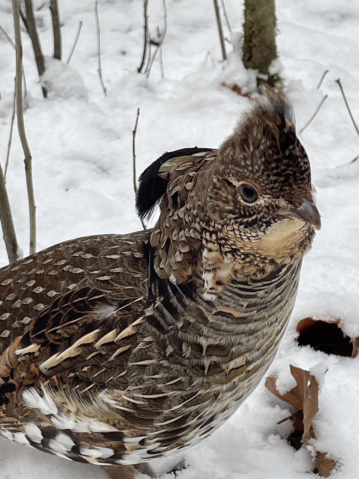 Ruffed Grouse (Bonasa umbellus)