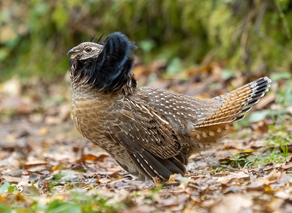 Ruffed grouse