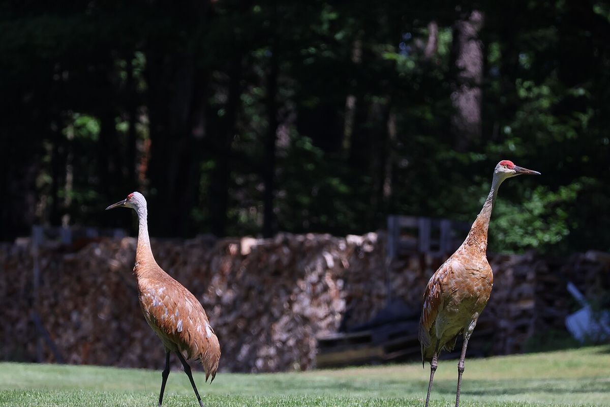 Sandhill crane