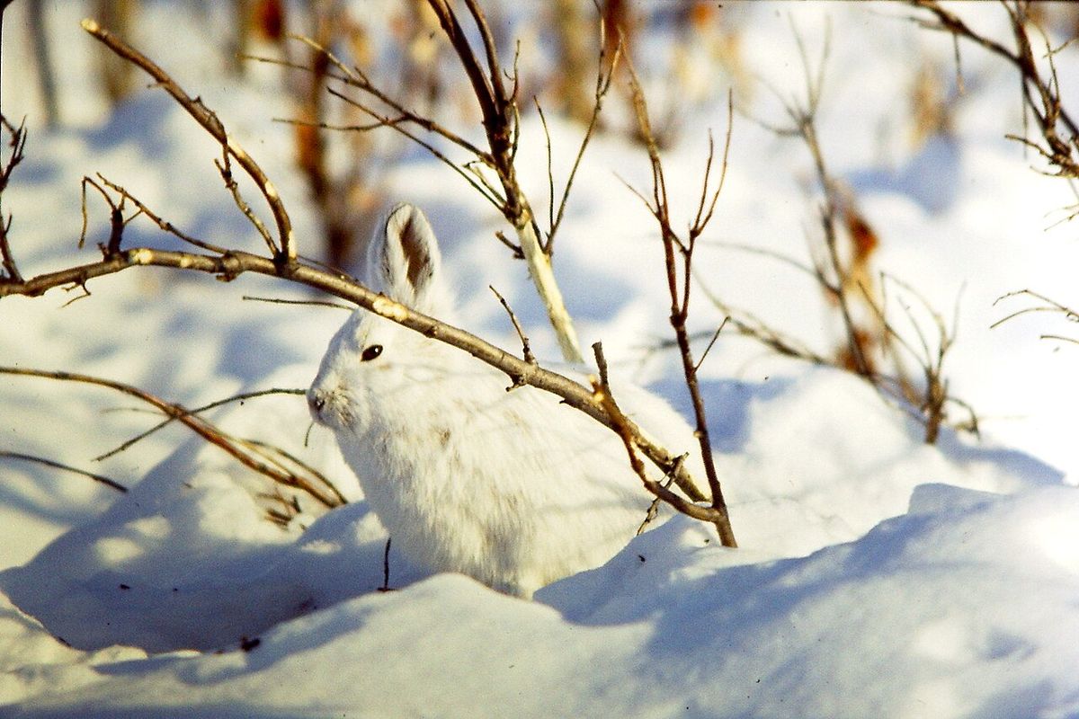 Schneeschuhhase. Brooks Range, Alaska.
