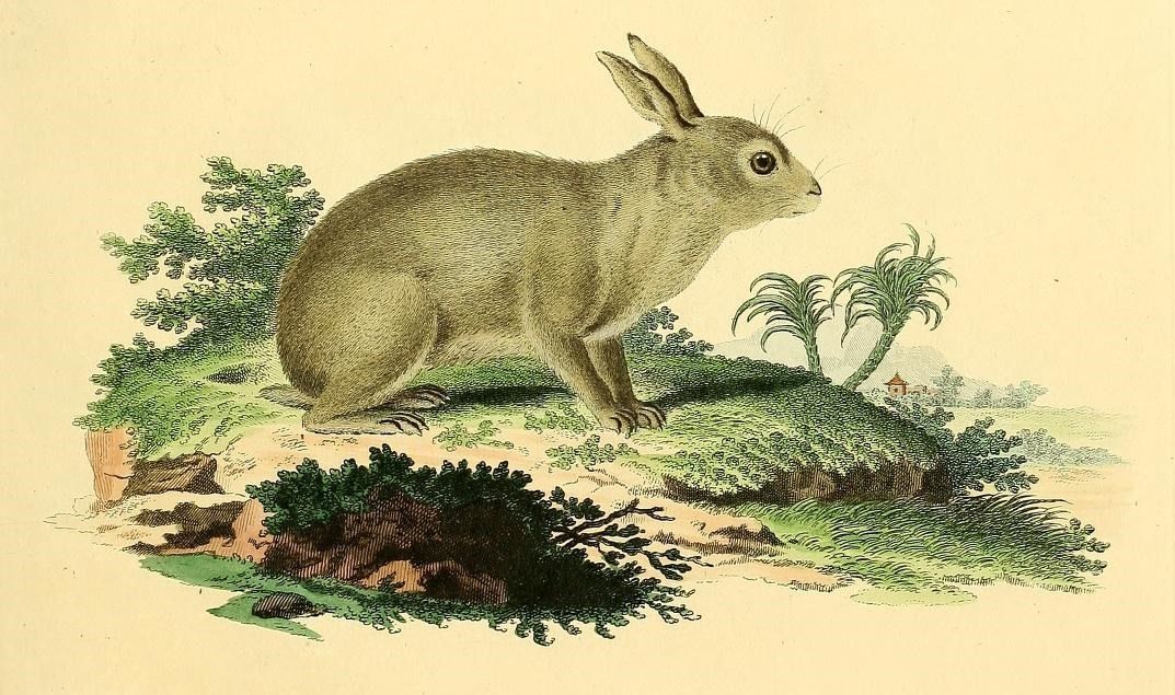 Lepus americanus syn. L. nanus