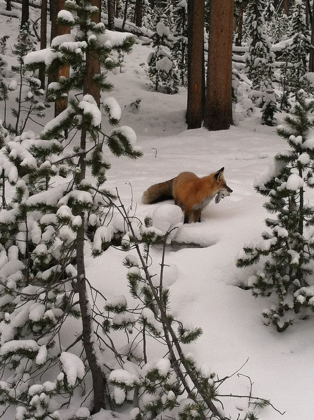 Fox with head of a snowshoe hare in mouth; Dan Smith; November 6, 2013; Catalog #19281d