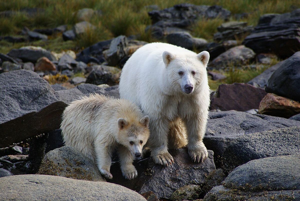 Ursus americanus kermodei, Spirit Bear Lodge, Klemtu, BC.