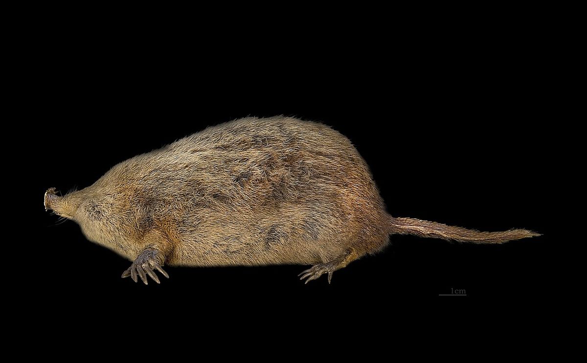 Star-nosed mole.