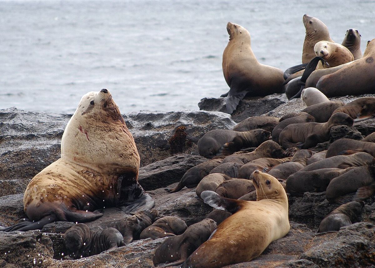 Steller sea lion rookery Rogue Reef