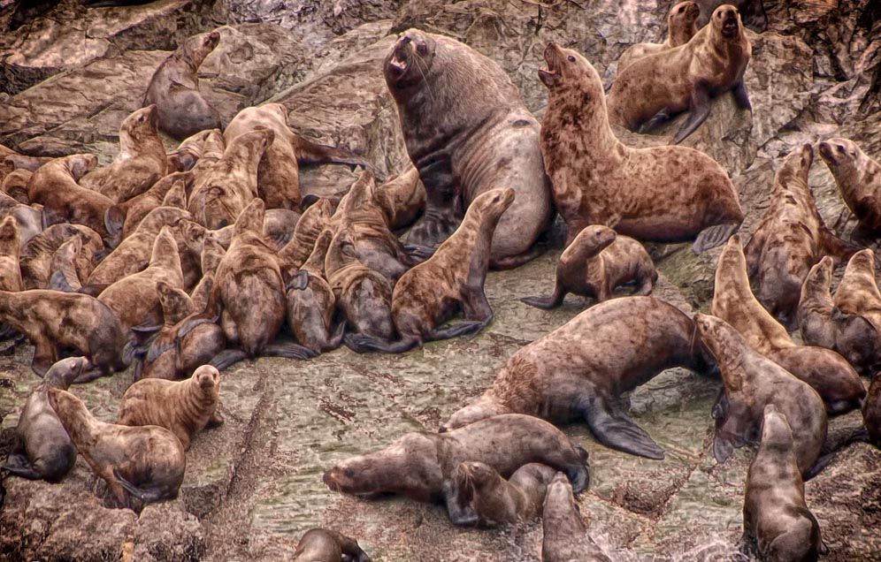 2008 Juneau Steller Sea Lion Harem.jpg