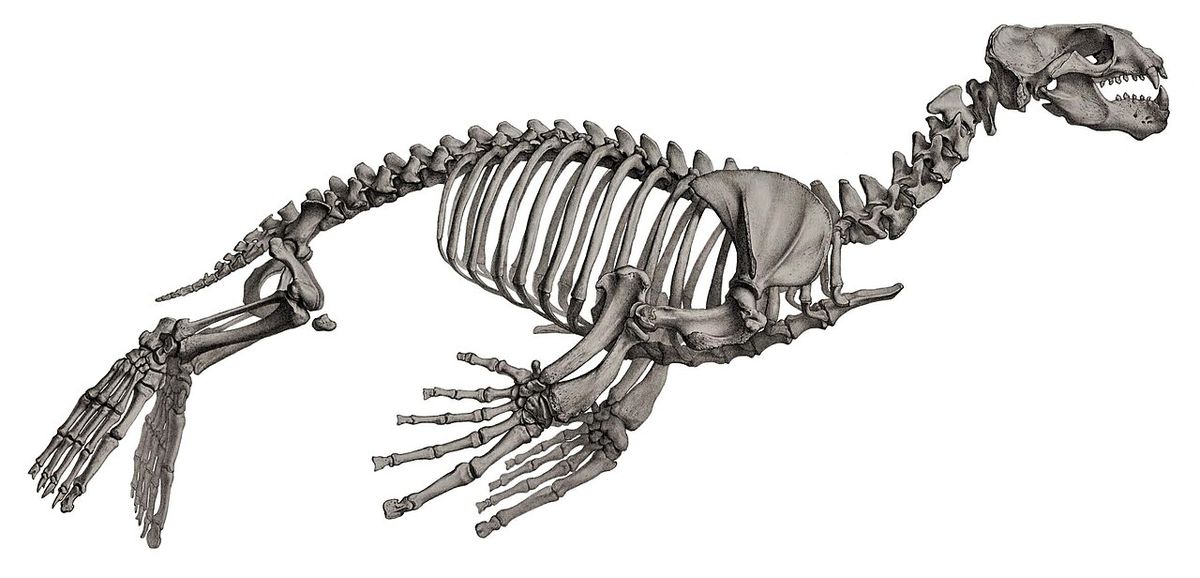 Steller sea lion skeleton
