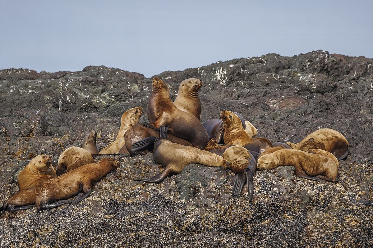 Steller sea lion