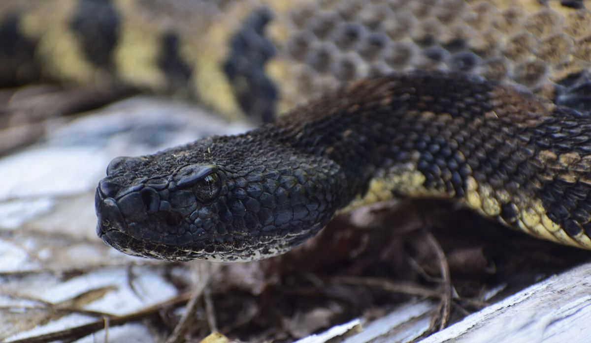Wild Crotalus horridus (timber rattlesnake) encountered in Cooper's Rock State Park, West Virginia, United States.