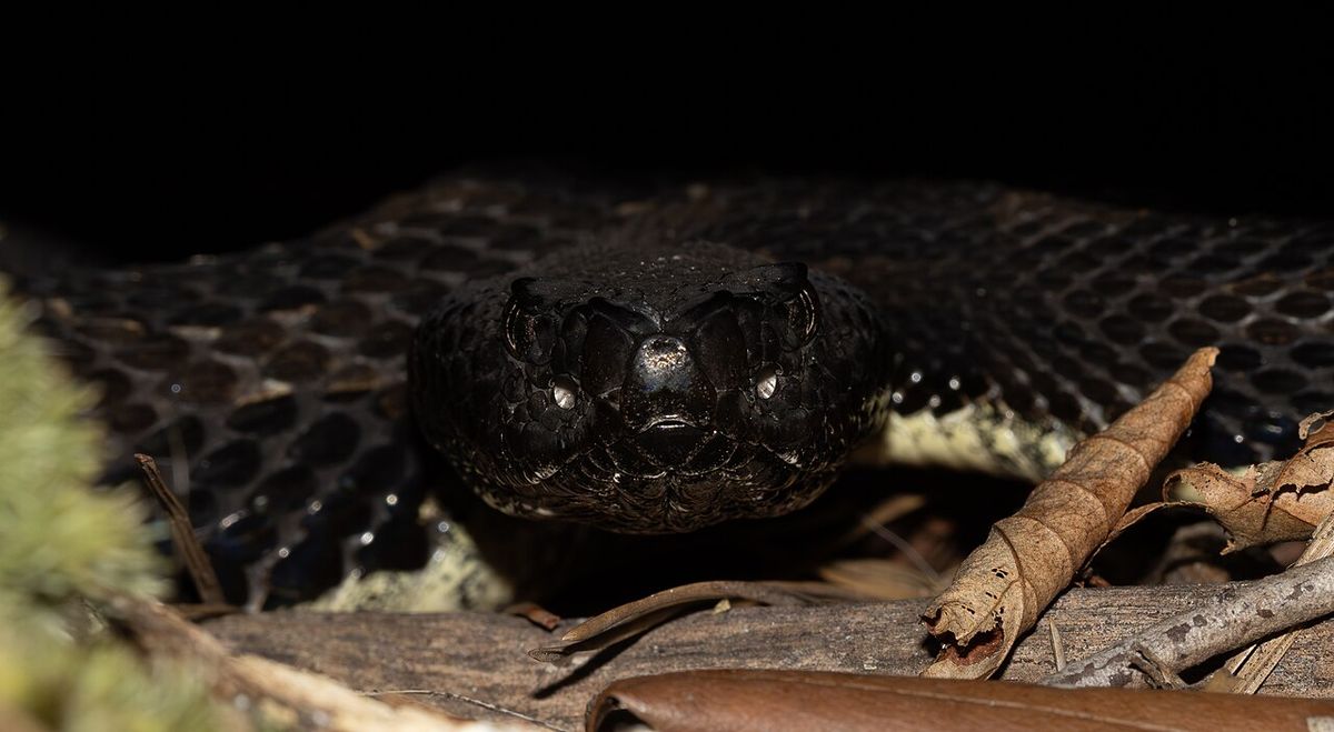 A black phase timber rattlesnake (Crotalus horridus) hiding in a hole in a rock photographed near Jim Thorpe, PA