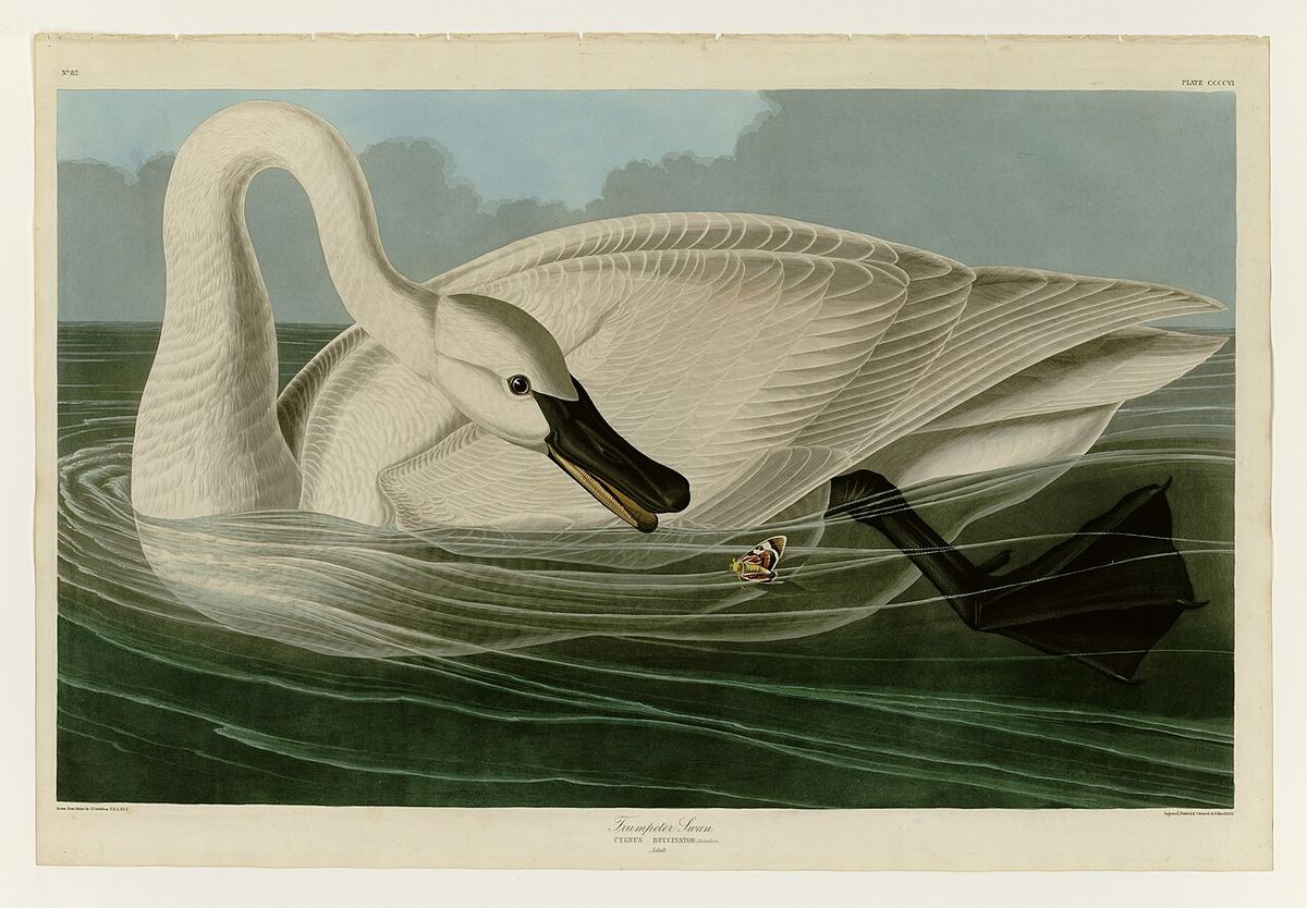 Plate 406 of Birds of America by John James Audubon depicting Trumpeter Swan.