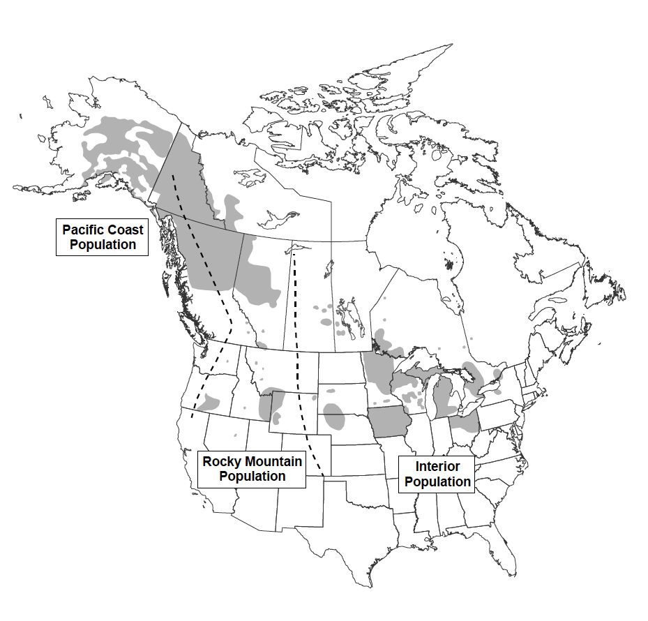 Approximate summer range of the three regional populations of trumpeter swans in North America.