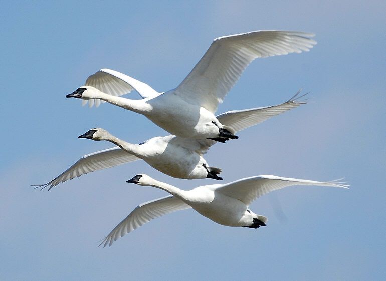 Three Trumpeter Swans flying at Riverlands Migratory Bird Sanctuary, Missouri, USA.