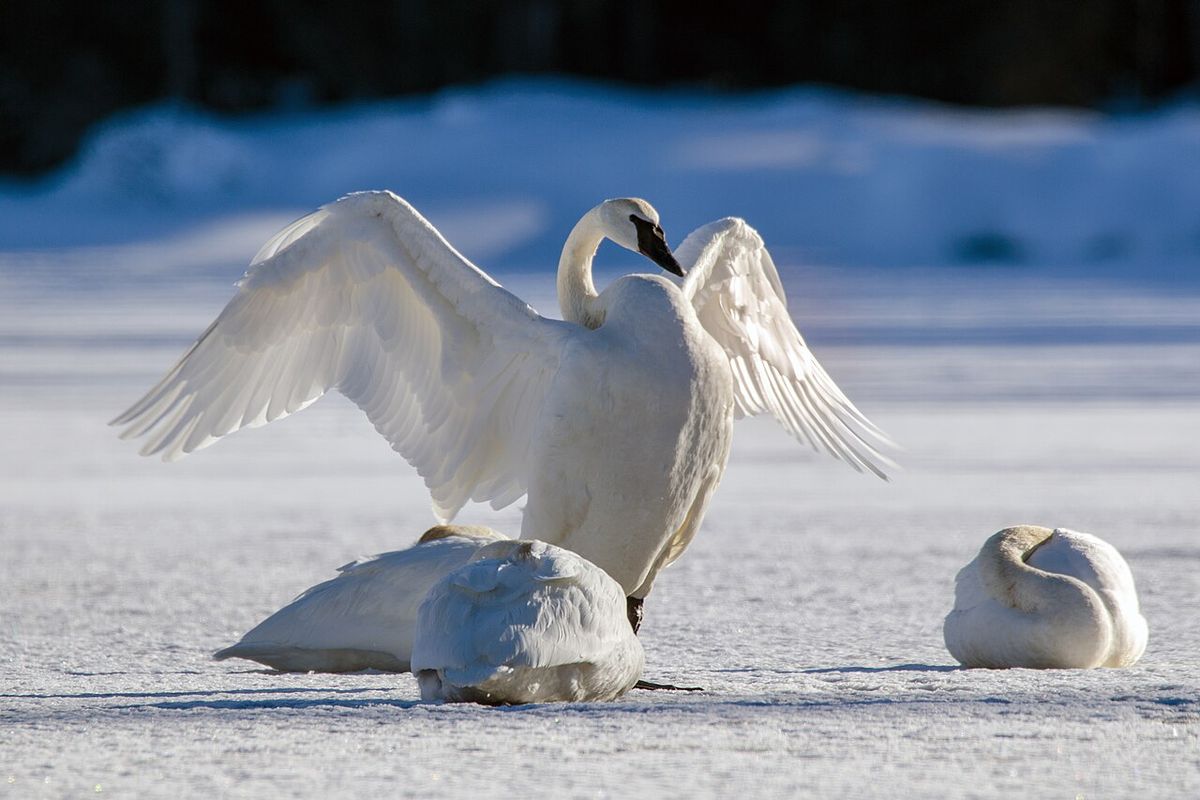 Trumpeter swan