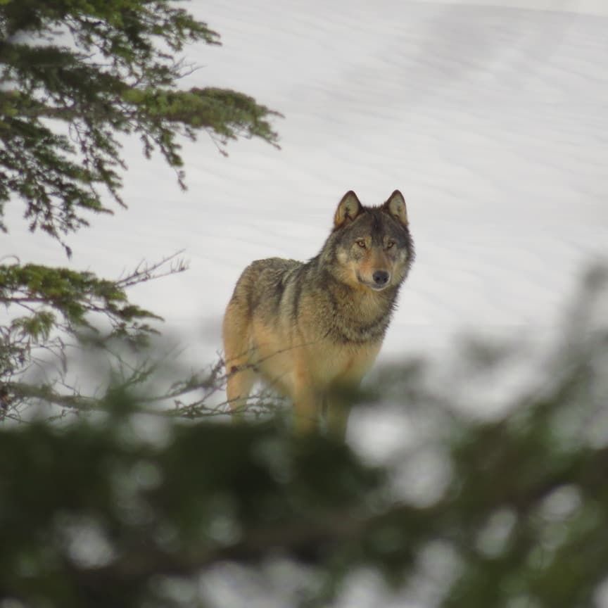 Grey wolf on Vancouver Island, British Columbia, Canada.