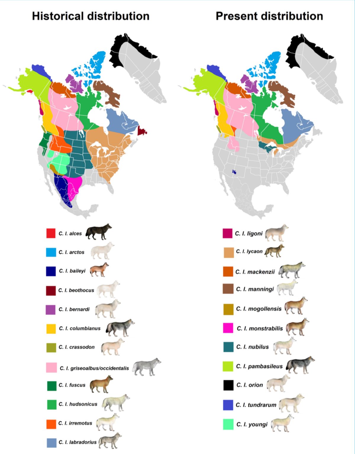 Historical and present distribution of North American grey wolf subspecies based on the range map present in Edward A. Goldman's The wolves