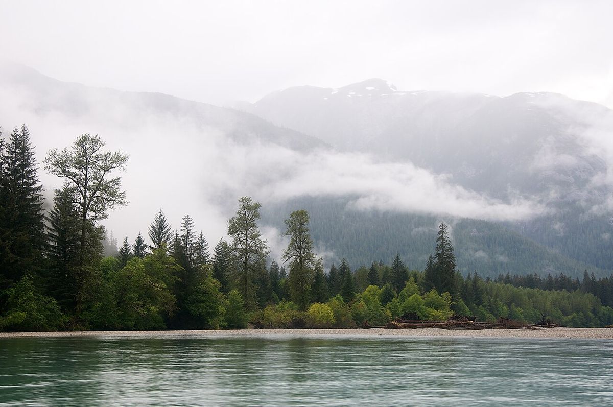 Forests along the shores of the Kitlope River