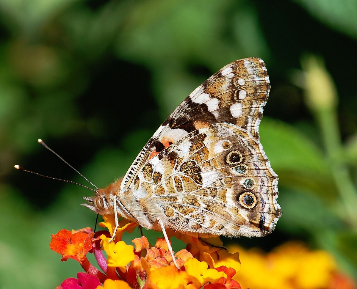 A Painted Lady butterfly (Vanessa cardui).