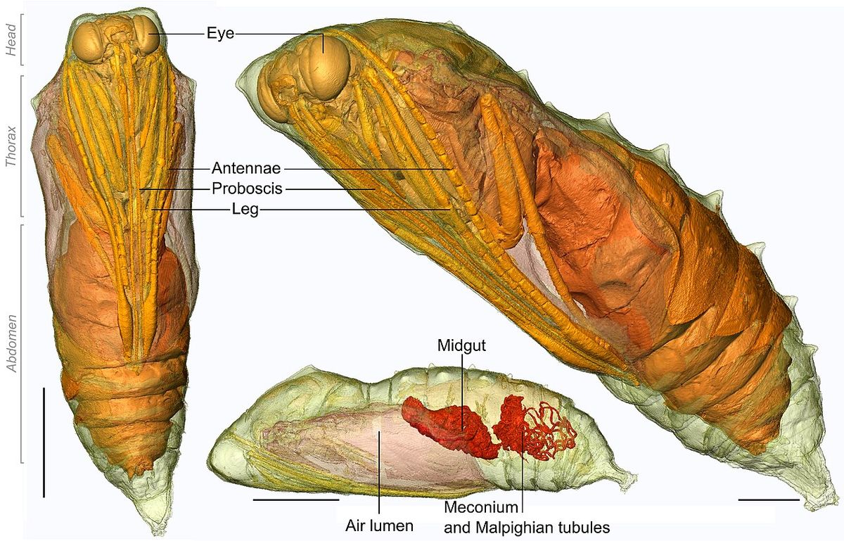 The Vanessa cardui adult at 16 days development within chrysalis revealed by micro CT, showing aspects of the internal anatomy (air lumen an