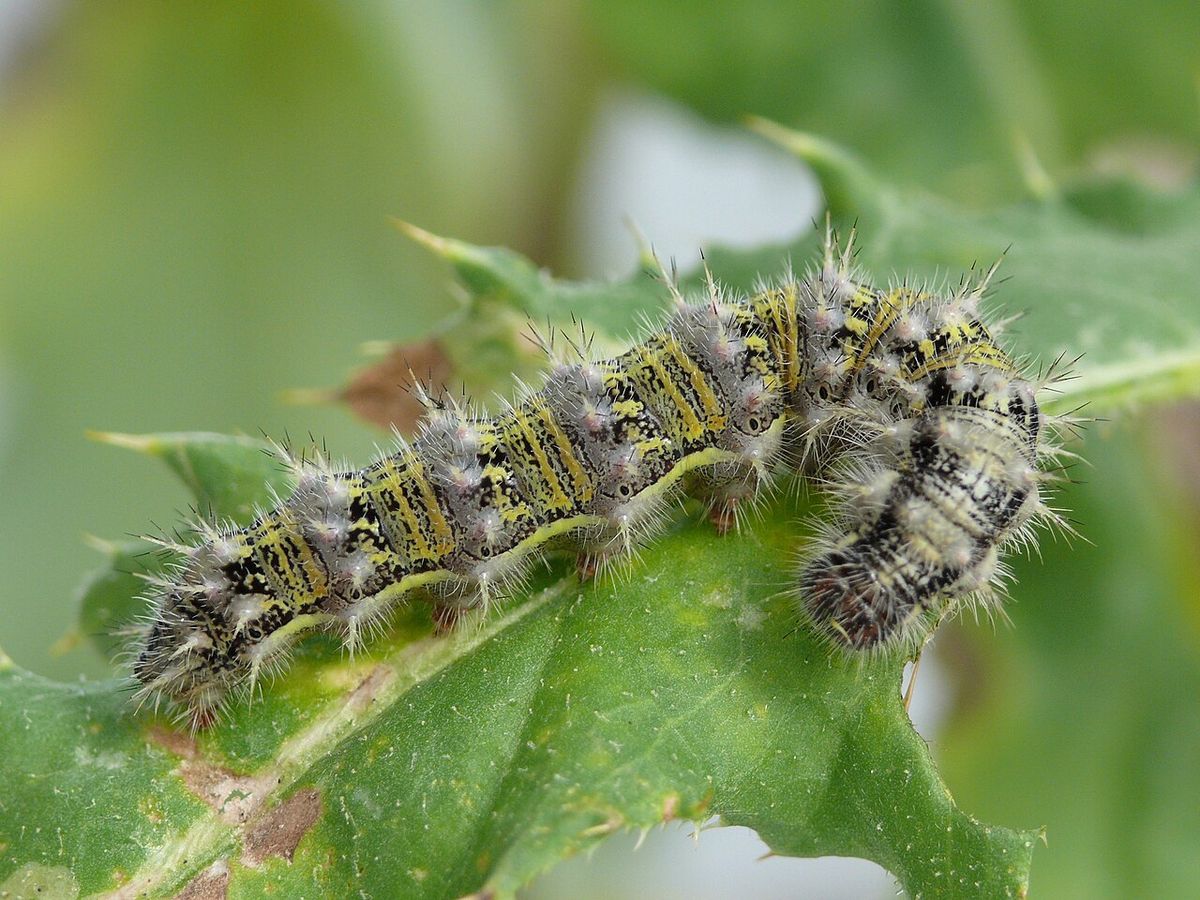 Caterpillar of Painted Lady, last stage before pupation