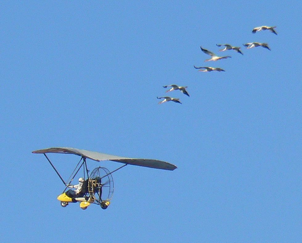 Young Whooping Cranes completing their first migration, from Wisconsin to Florida, in January 2009, following an ultralight aircraft. This p