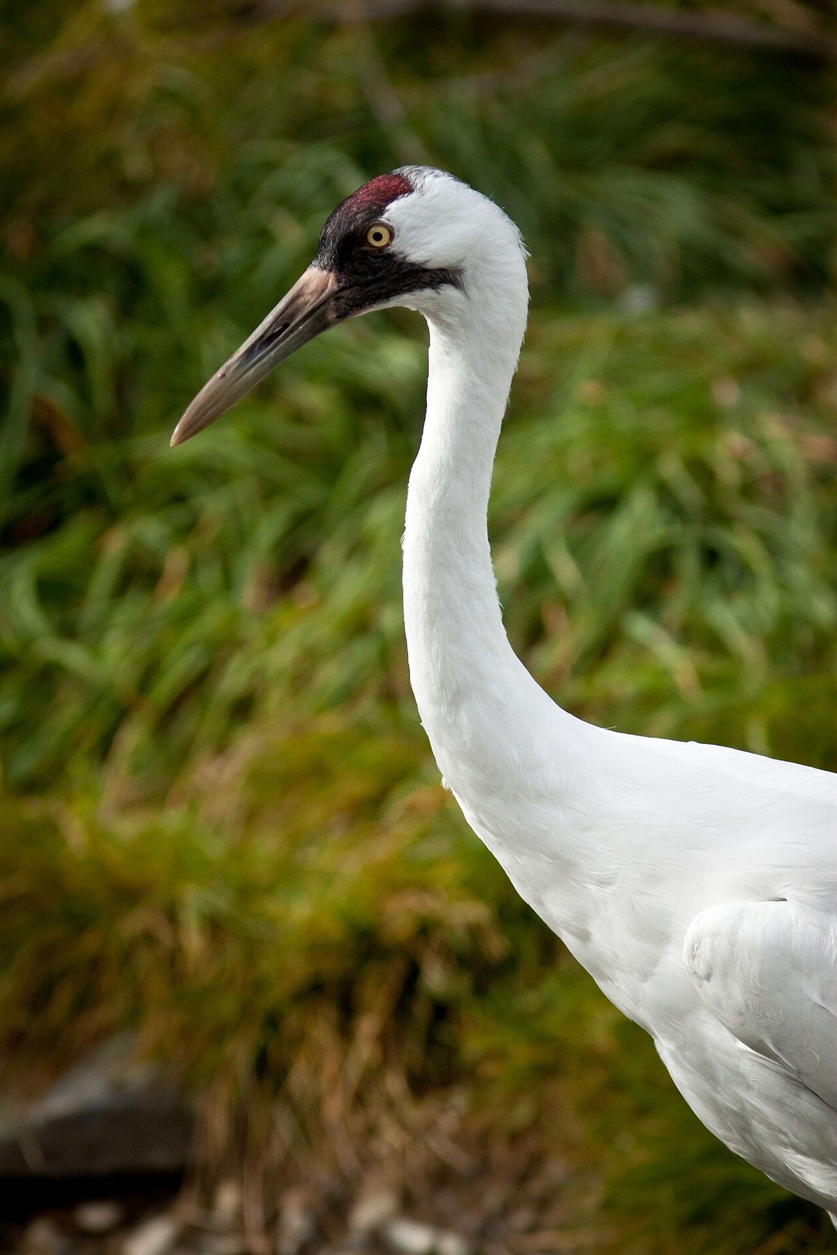 A Whooping Crane at Calgary Zoo, Alberta, Canada.
